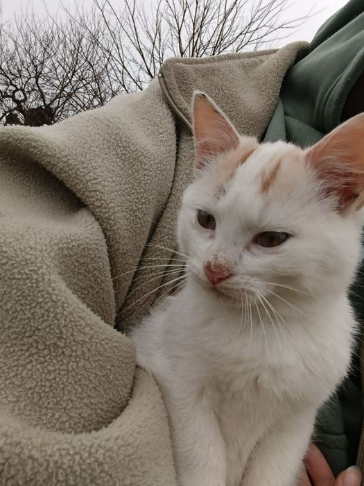 Котик 3 місяці шукає сім'ю