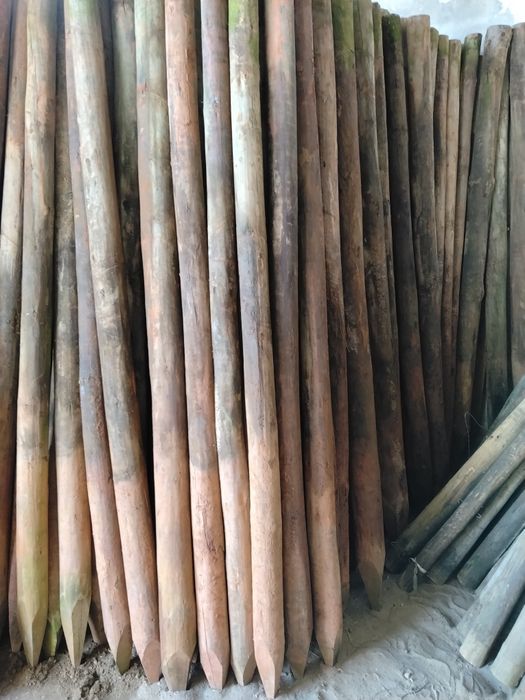 Paus tratados Baratos