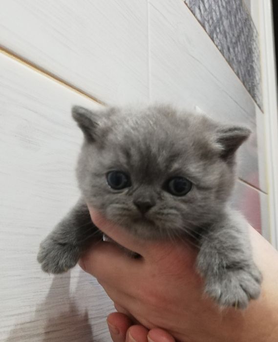 Kot kocięta koty kotki brytyjski