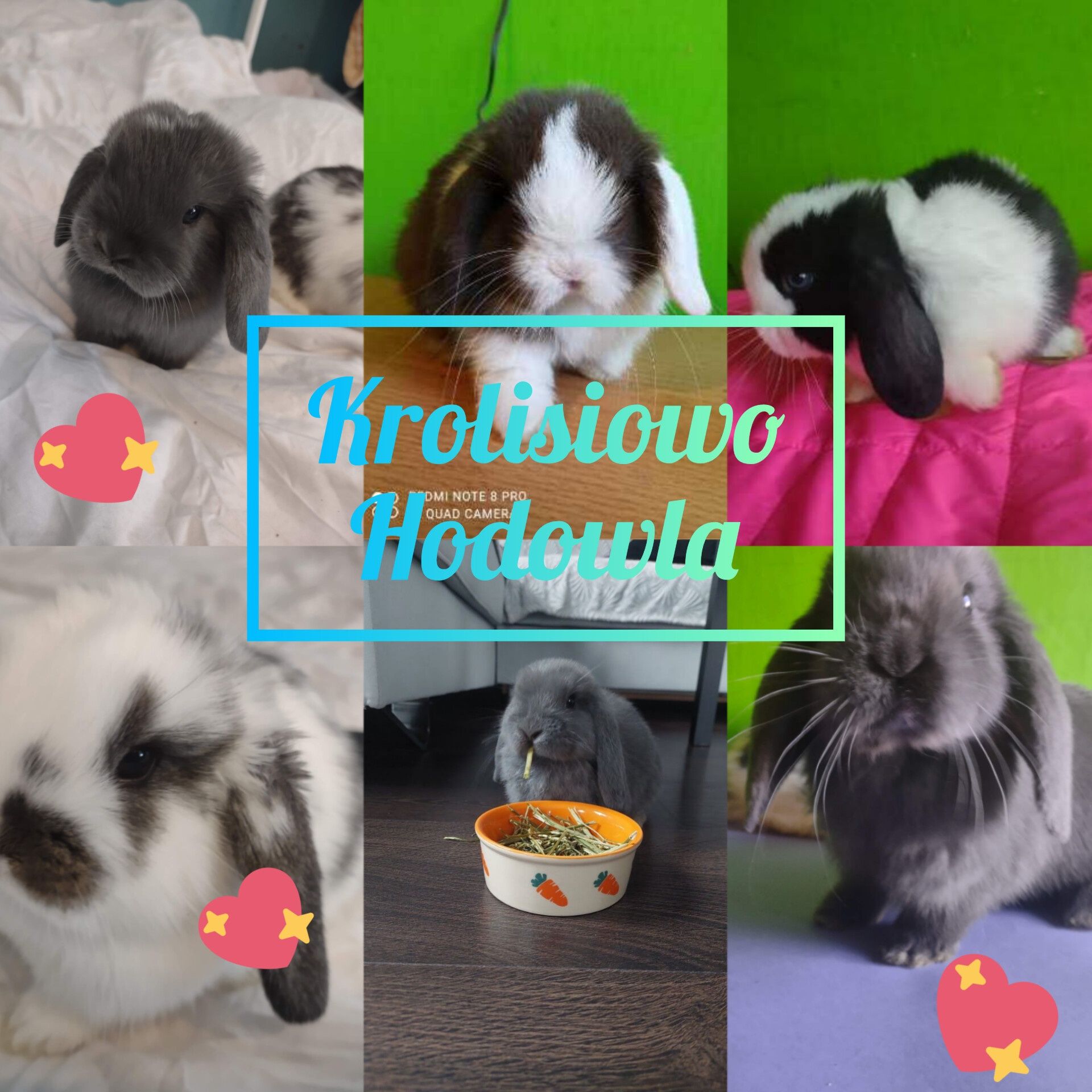 Króliki miniaturka mini lop baranek Karzelek Teddy HODOWLA LEGALNA!!!