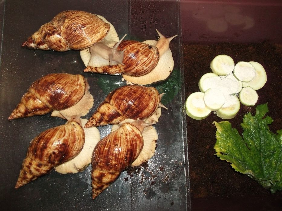 Улитки Сухопутные Ахатины Дети АльборетикиМарт2024 по 60 грн