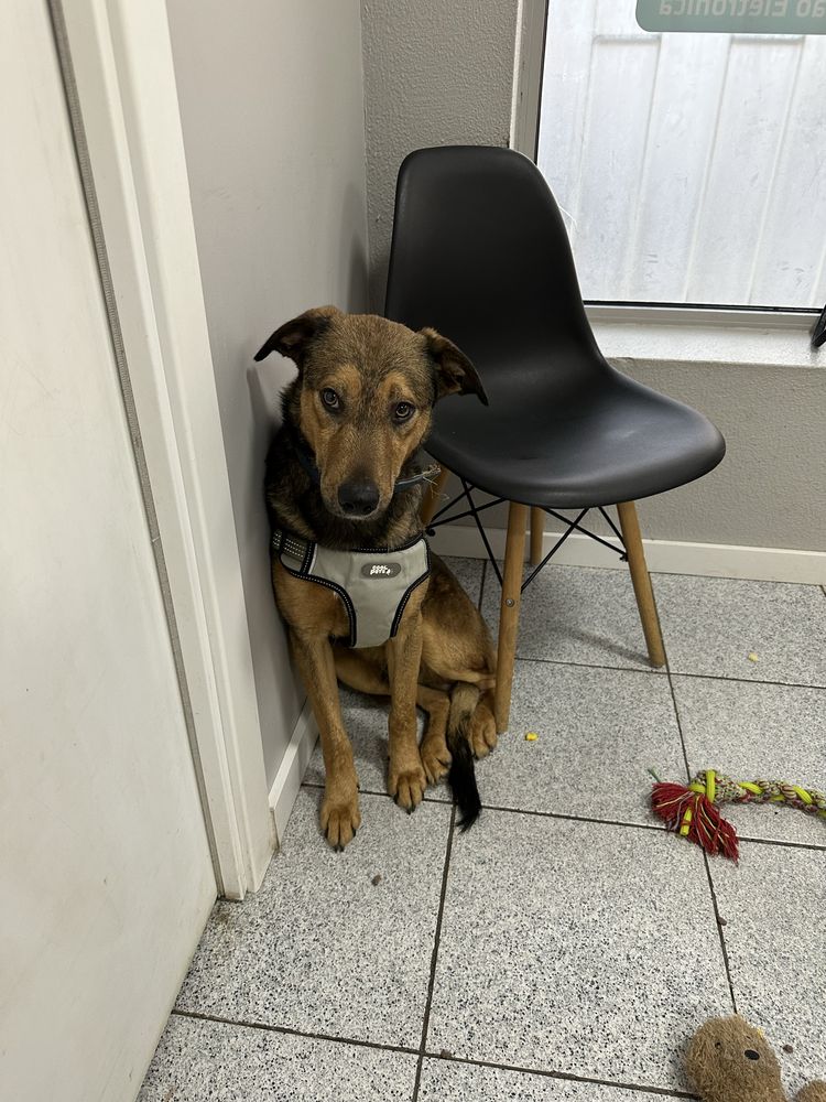 Cão 1 ano - vacinado e oferta da esterilização