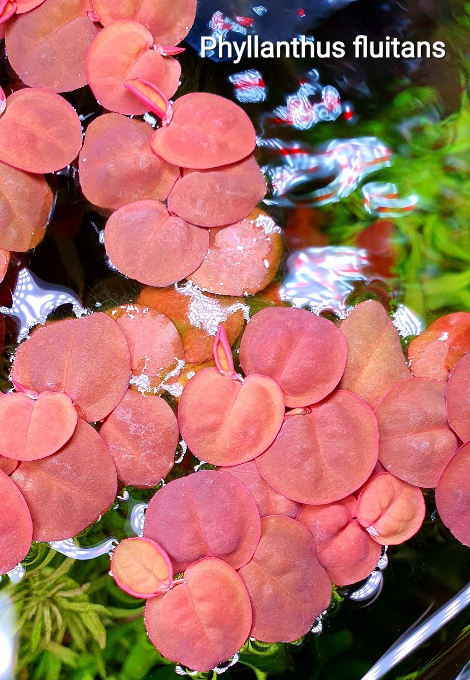Phyllanthus fluitans
