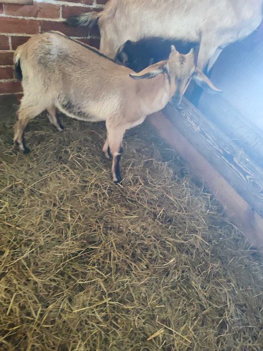 Kozia księżniczka z marca