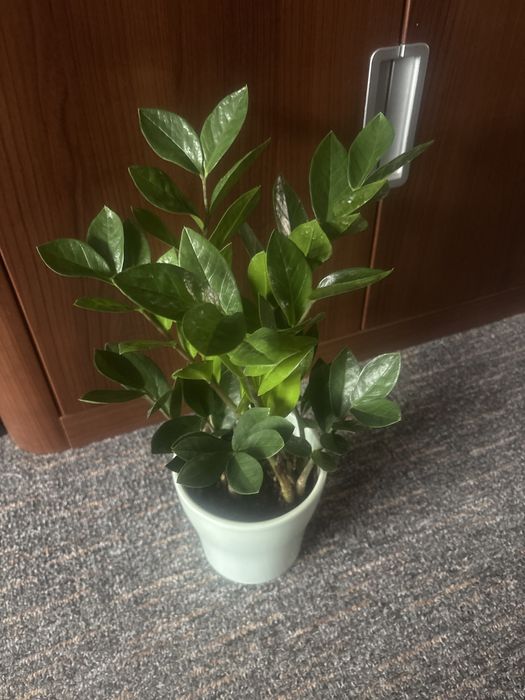 Kwiat doniczkowy zamiokulkas