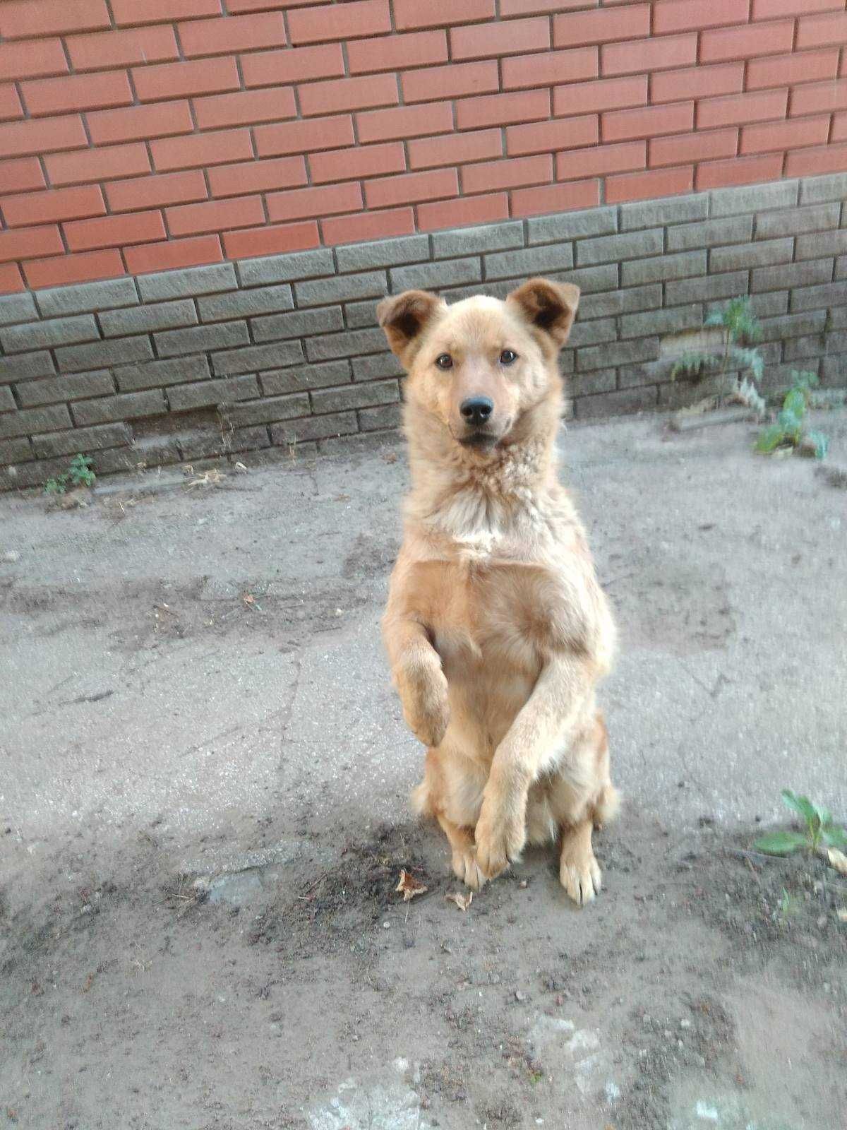 Собачка ищет новый дом и любящих хозяев