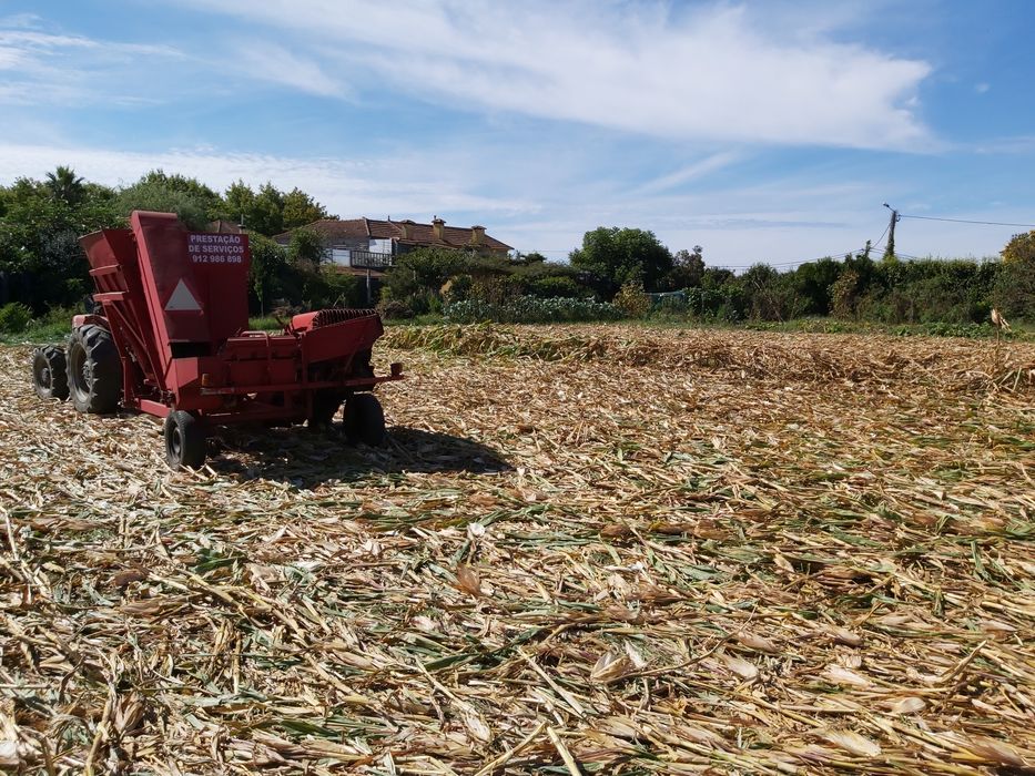 Desfolhar espigas (prestação de serviço)