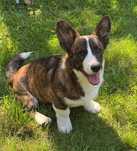 Welsh Corgi Cardigan szczenie FCI