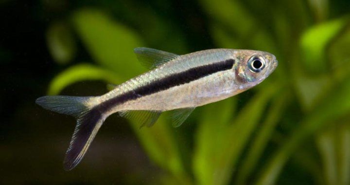 Hokejówka Amazońska - Sklep Zoologiczny