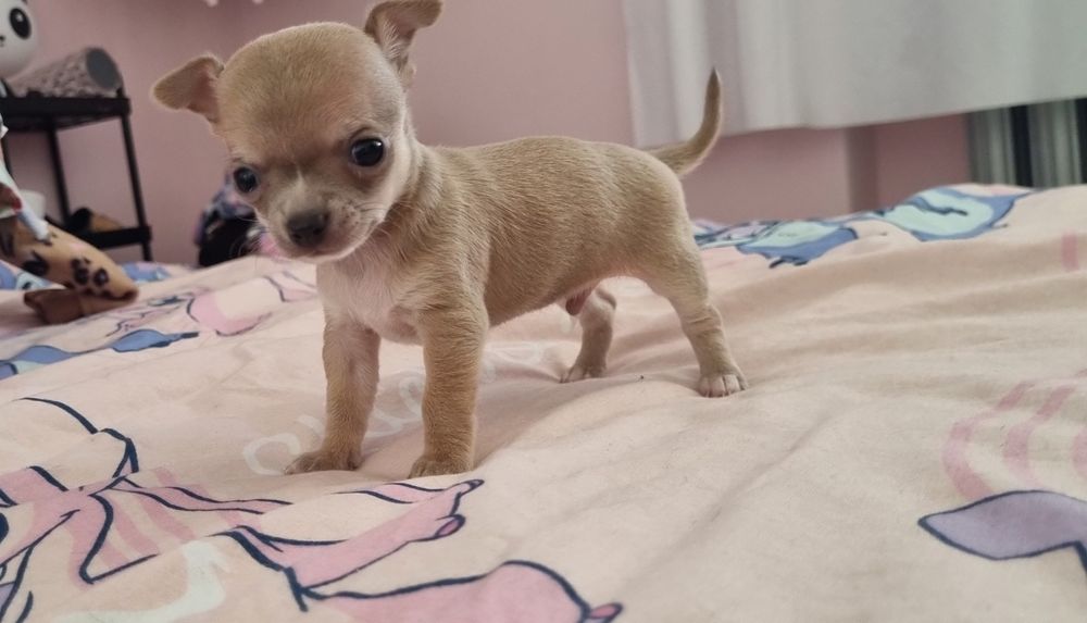Chihuahua xs fawn  samiec rezerwacja do niedzieli