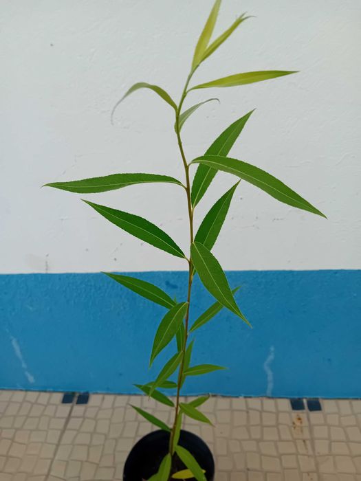 Arvore salgueiro chorao