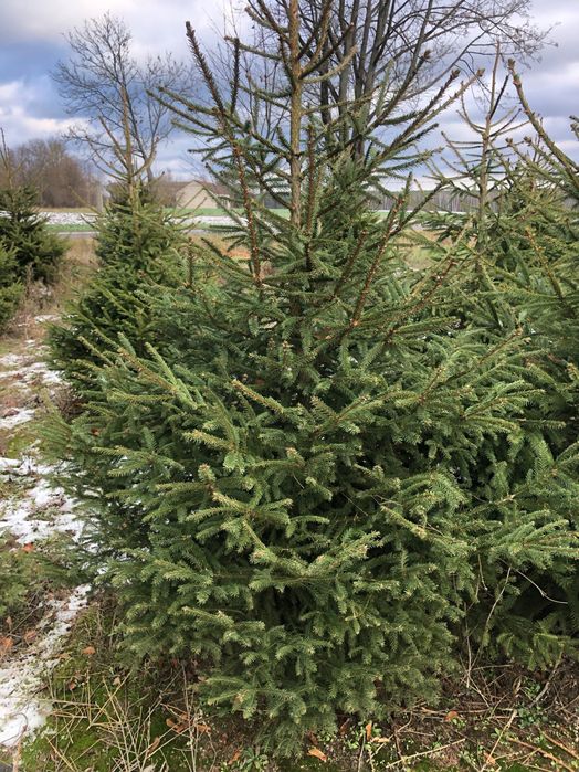 Choinki, świerk, jodła , dowóz, sam ścinasz na plantacji