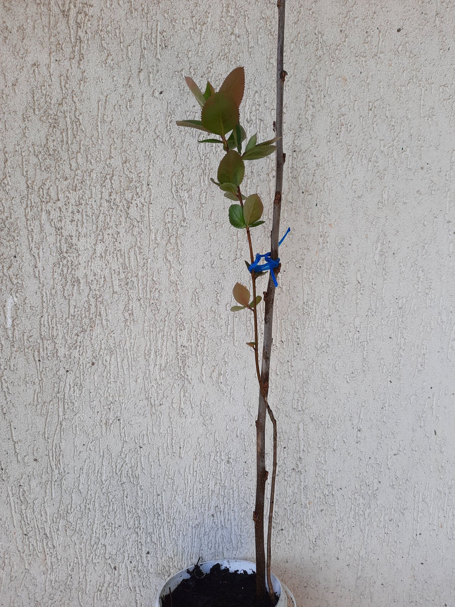 sadzonki drzew leszczyna, dąb, aronia, bergenia, brzoza i wiele innyc