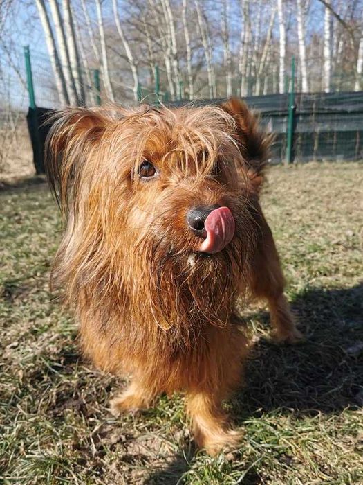 Alfik czeka na dom...