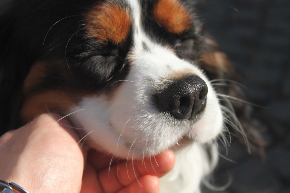 Хлопчик Кавалер Кінг Чарльз Спаніель триколор