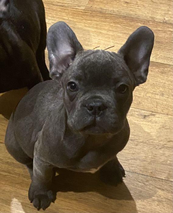 Towarzysz życia blue