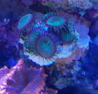 Koralowiec, palythoa ciemnozielone_6,morskie
