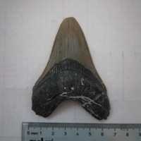 Fóssil dente megalodon