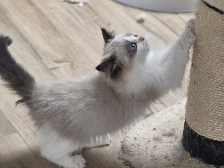 Kot RAGDOLL z rodowodem FPL