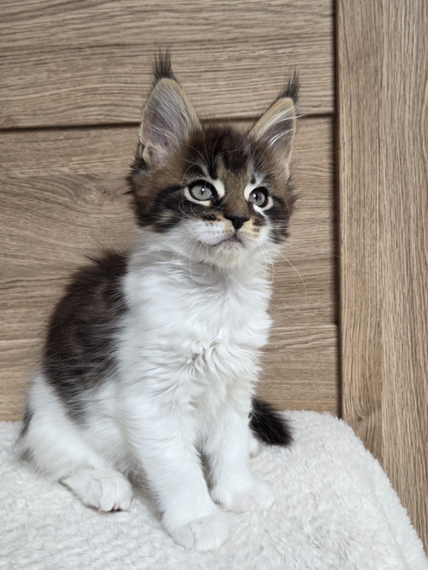 Maine Coon z rodowodem FPL