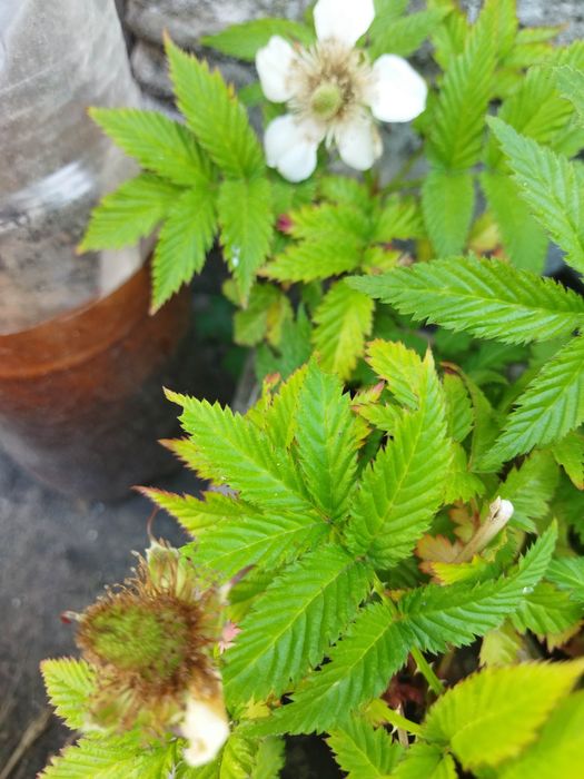 Малина китайская Мяо-мяо (клубника-малина), годжи-суперфуд