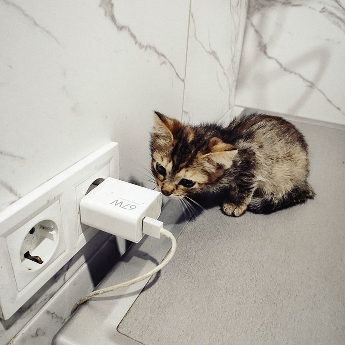 Срочно отдам котят в хорошие руки