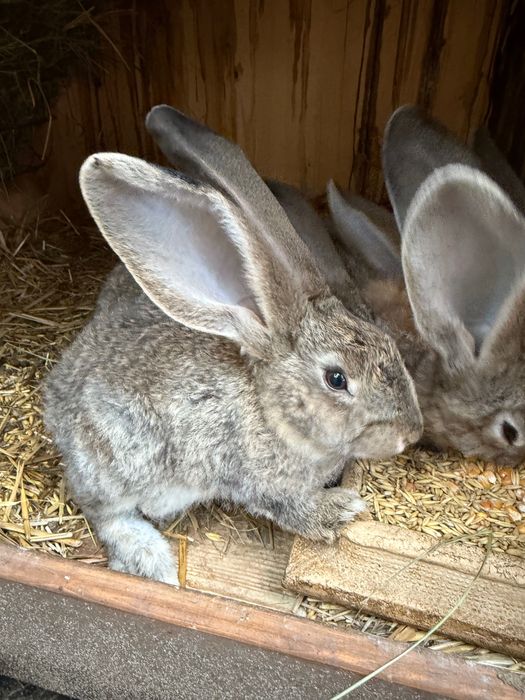 Króliki młode sprzedam