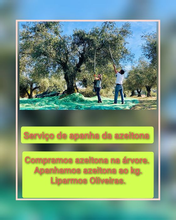 Compra azeitona na oliveira, ou troca azeite