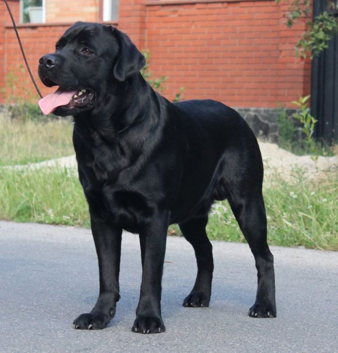 Пропонується кобель лабрадора для вязки