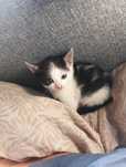 Kocie uratowane oddam w dobre rece