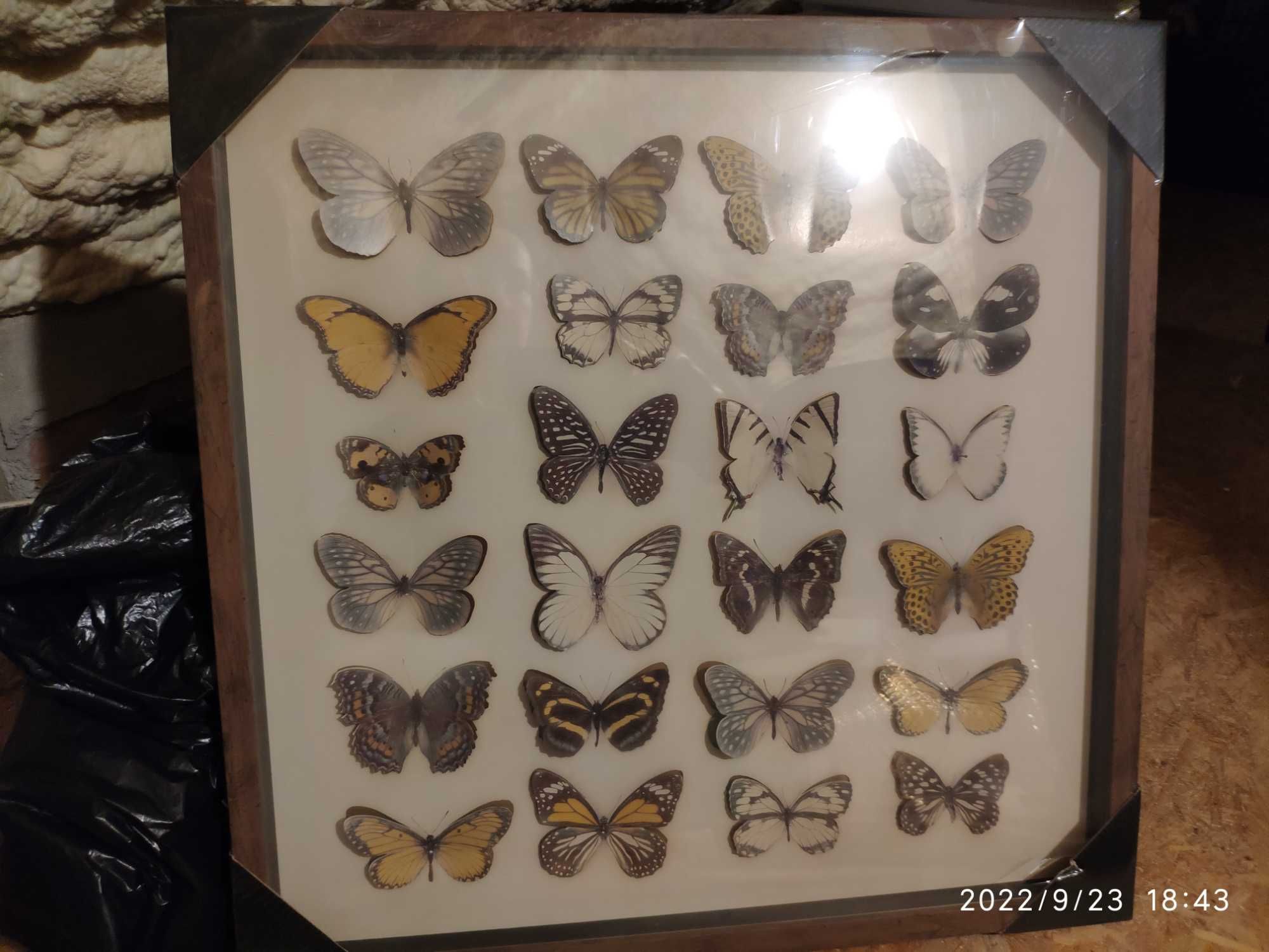 Śliczny obraz z motylami