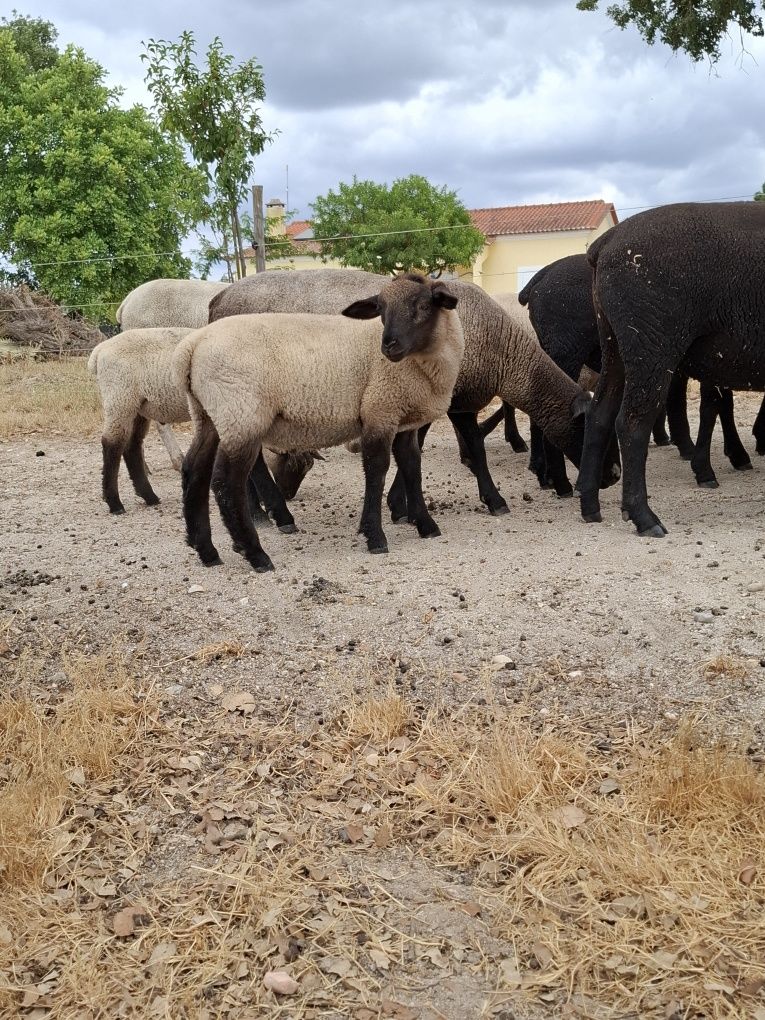 Borregos Sufolk puros/ cruzados
