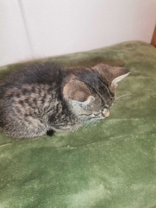Oddam za darmo małe kotki. Można pojedynczo!!!