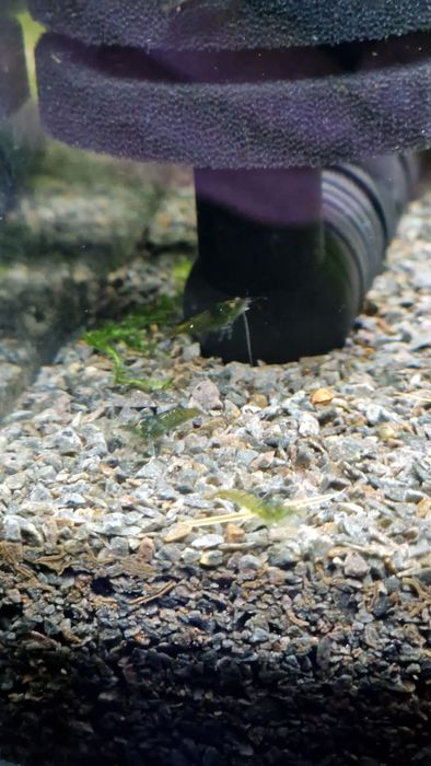 Krewetki Green Jade Neocaridina zielone