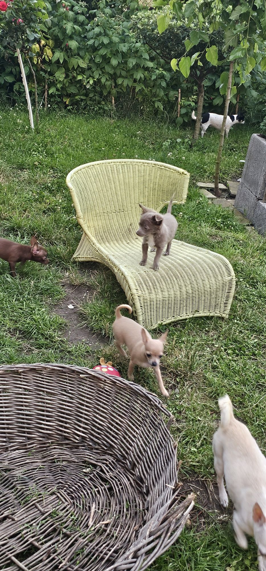 Chihuahua sunia beszamelowa