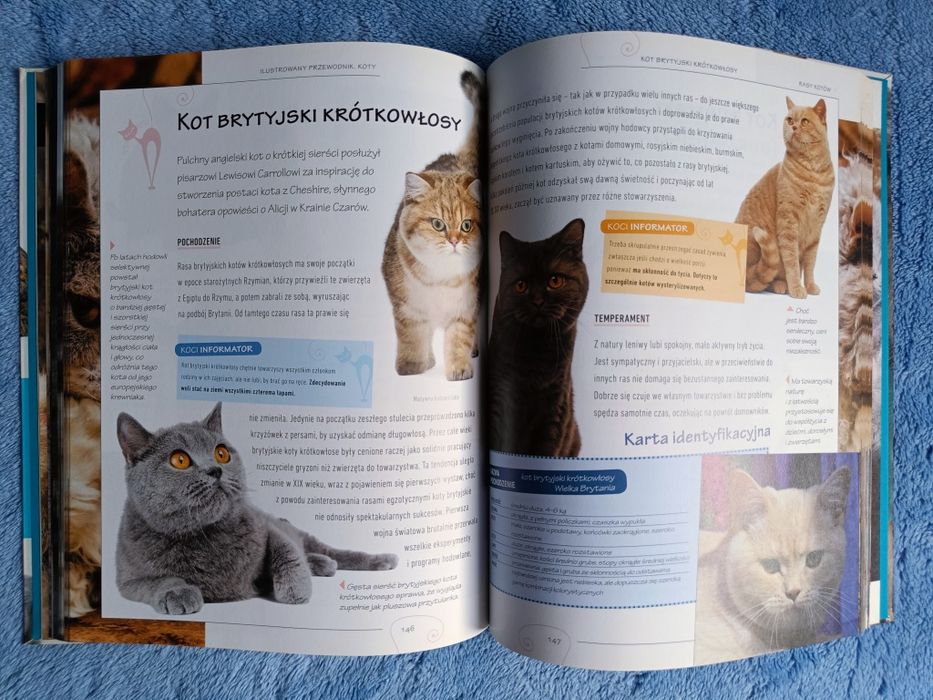 Nowy pięknie ilustrowany przewodnik Koty opieka, wybór, rasy