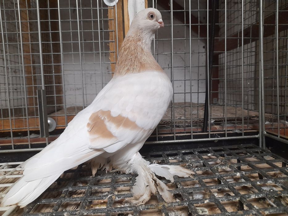 Gołębie ozdobne blaiwindry