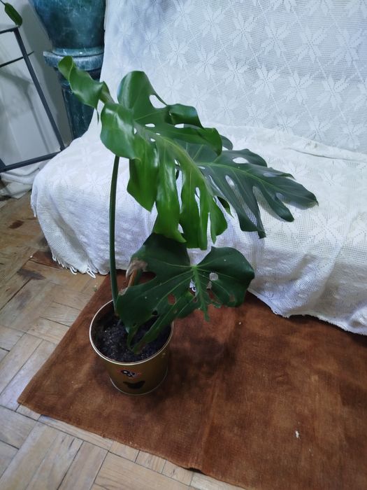 Planta natural monstera costela de Adão