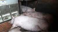 Свині поросята живою вагою, свиньи живым весом