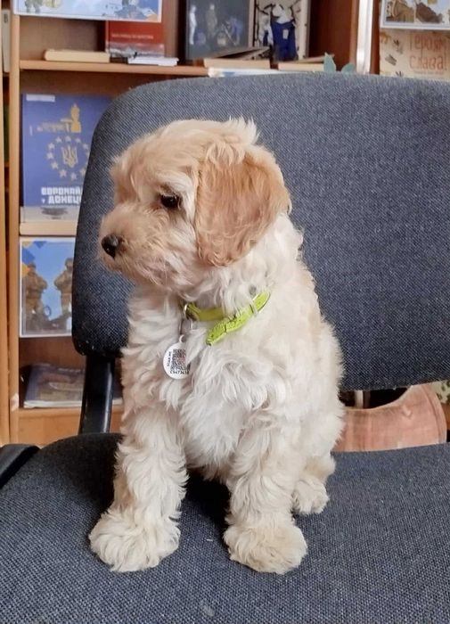 Щеня мальтипу 3 місячне,дівчинкка