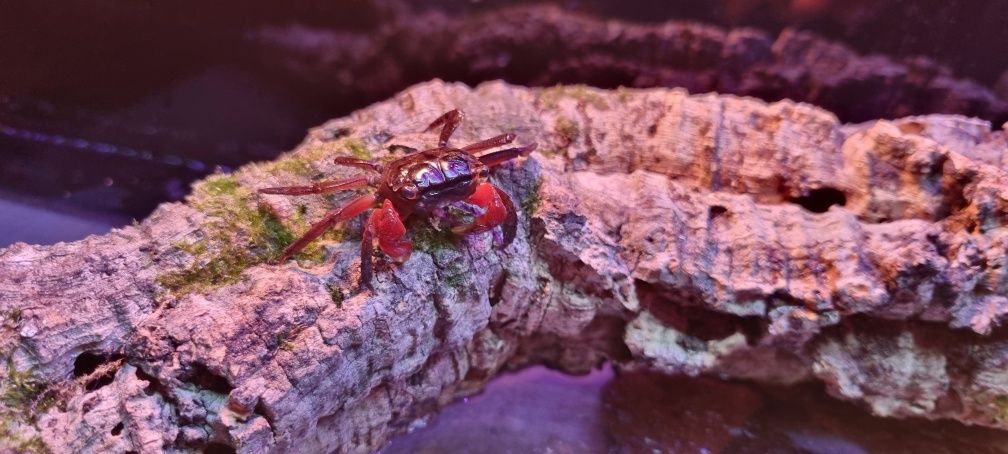Krab mangrowy (Sesarma mederi)