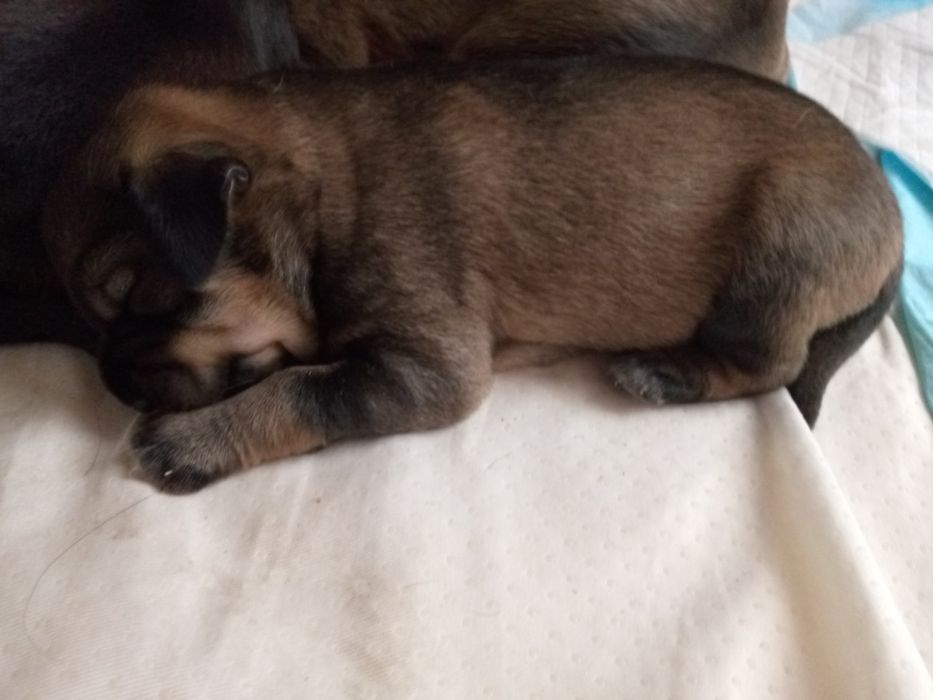 Цуцики Охотничого Спаніеля