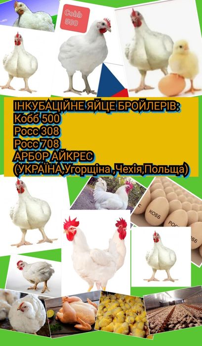 Яйця інкубаційні