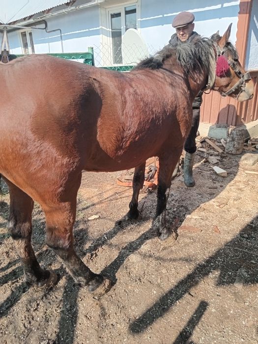 Продається кобила 2 роки 22000+торг інші деталі по телефону