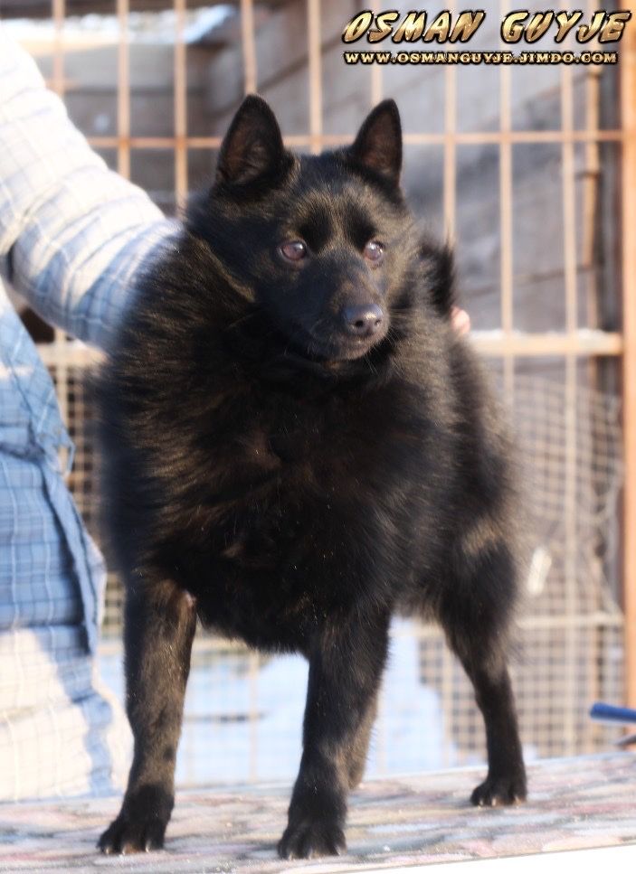 Щенки схипперке шипперке schipperke питомник