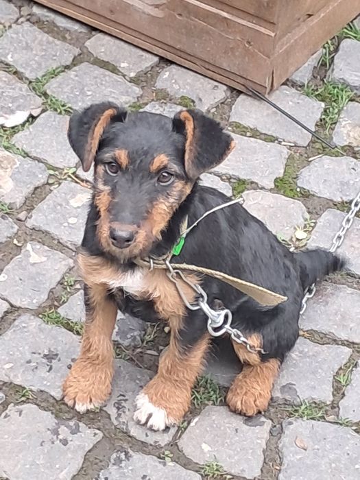 Дівчинка ягтерєр здорова енергійна народилася 20 серпня