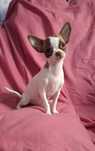 Malutka suczka Chihuahua
