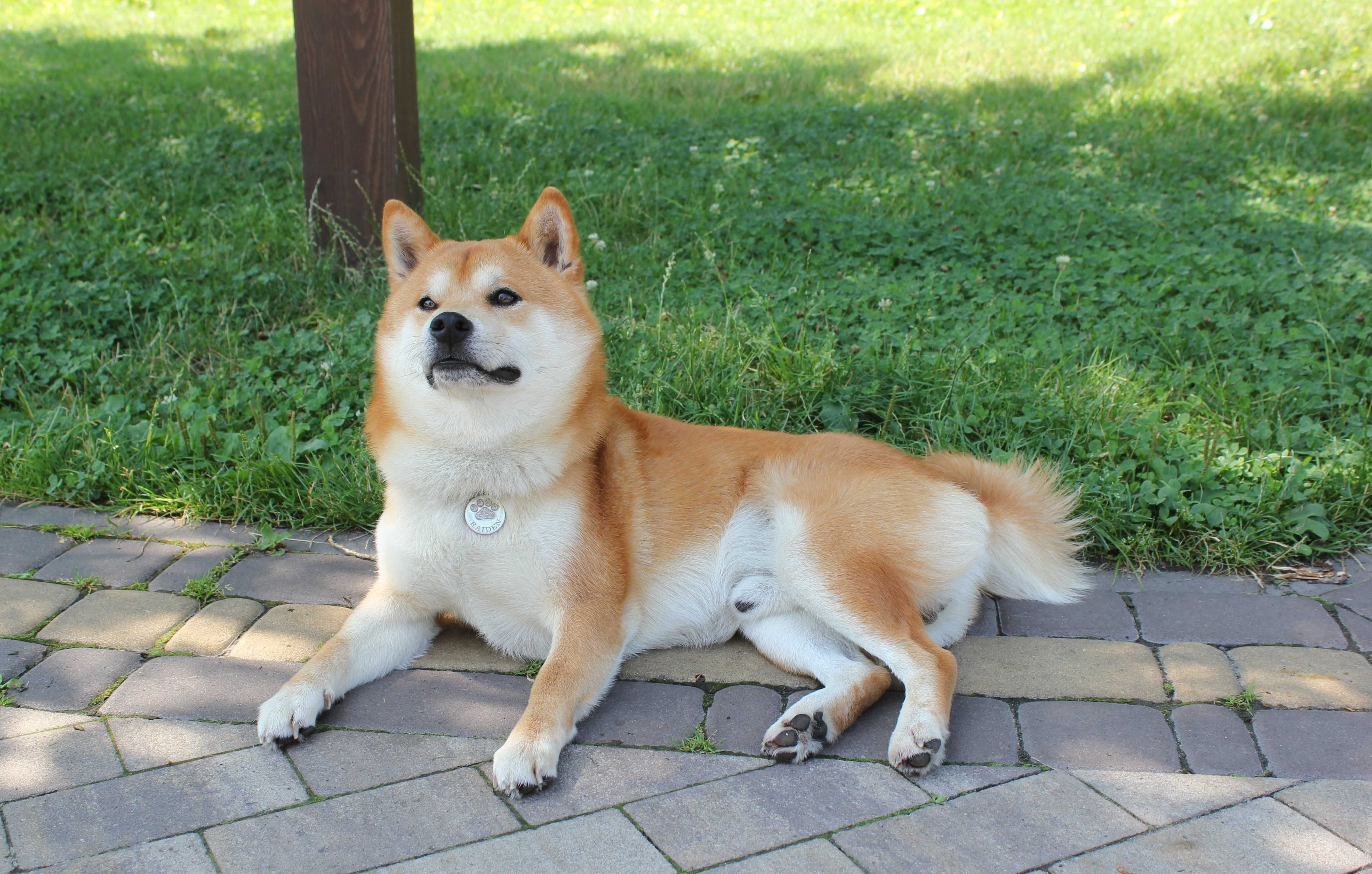 Кобель для в'язки Shiba Inu, Шиба Іну.