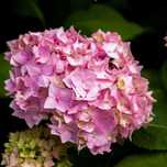 Hortensja ogrodowa 'In Pink' 2L