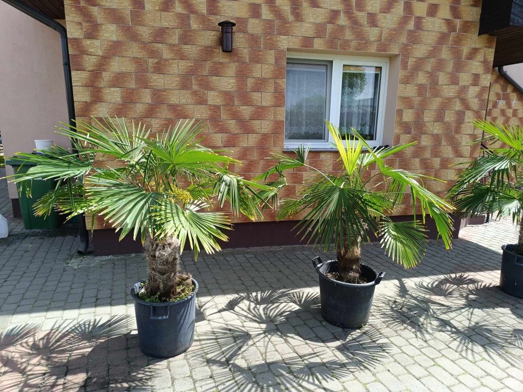 Ładna mrozoodporna Palma Trachycarpus Fortunei